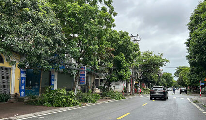 台風ウィファの前、多くの通りで強風、枝が倒れています。写真:マイ・フオン