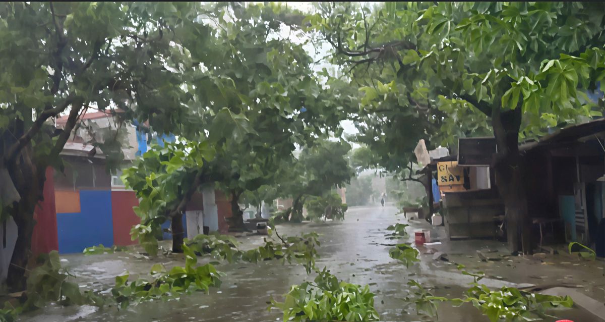 Duong sa o Bach Long Vi cay coi gan nhu khong anh huong nhieu. Ảnh: Dac khu Bach Long Vi
