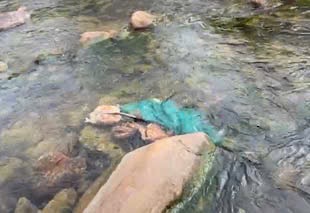 개울에 버려진 죽은 돼지로 추정되는 사진. 사진: Van Cam