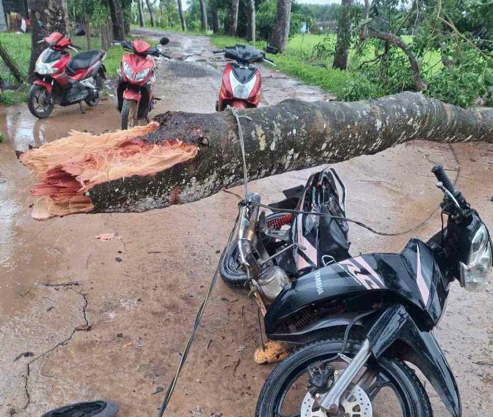 Cay nga tai xa Son My. Anh: Pham Duy
