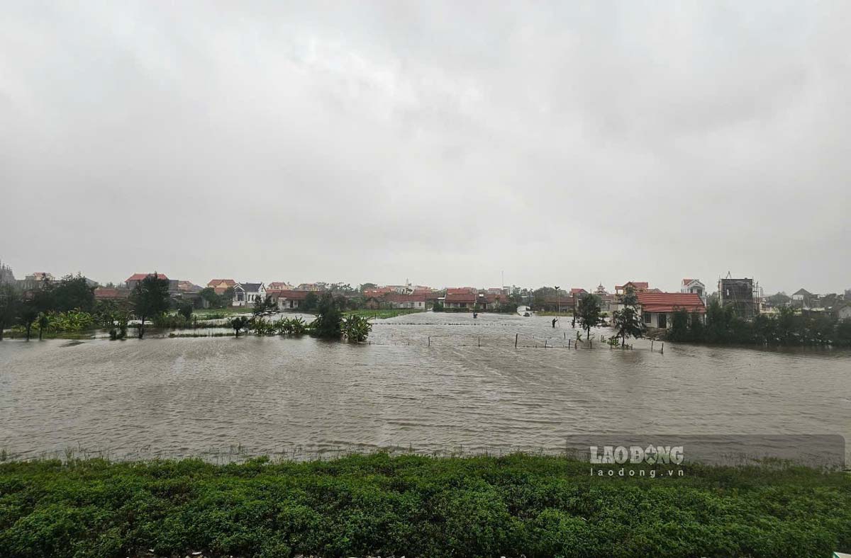 Hoa mau cua nguoi dan o xa Hai Thinh cung bi ngap do mua lon. Anh: Ha Vi