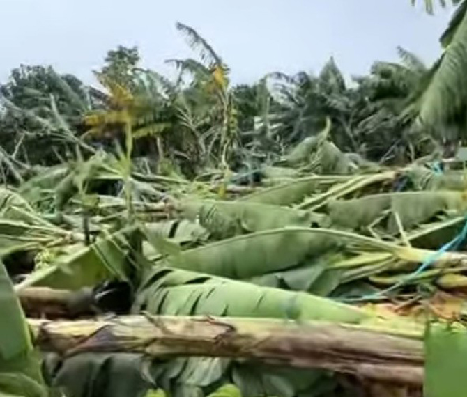 大雨により輸出されたバナナの面積が倒壊しました。写真:Thanh Tuan