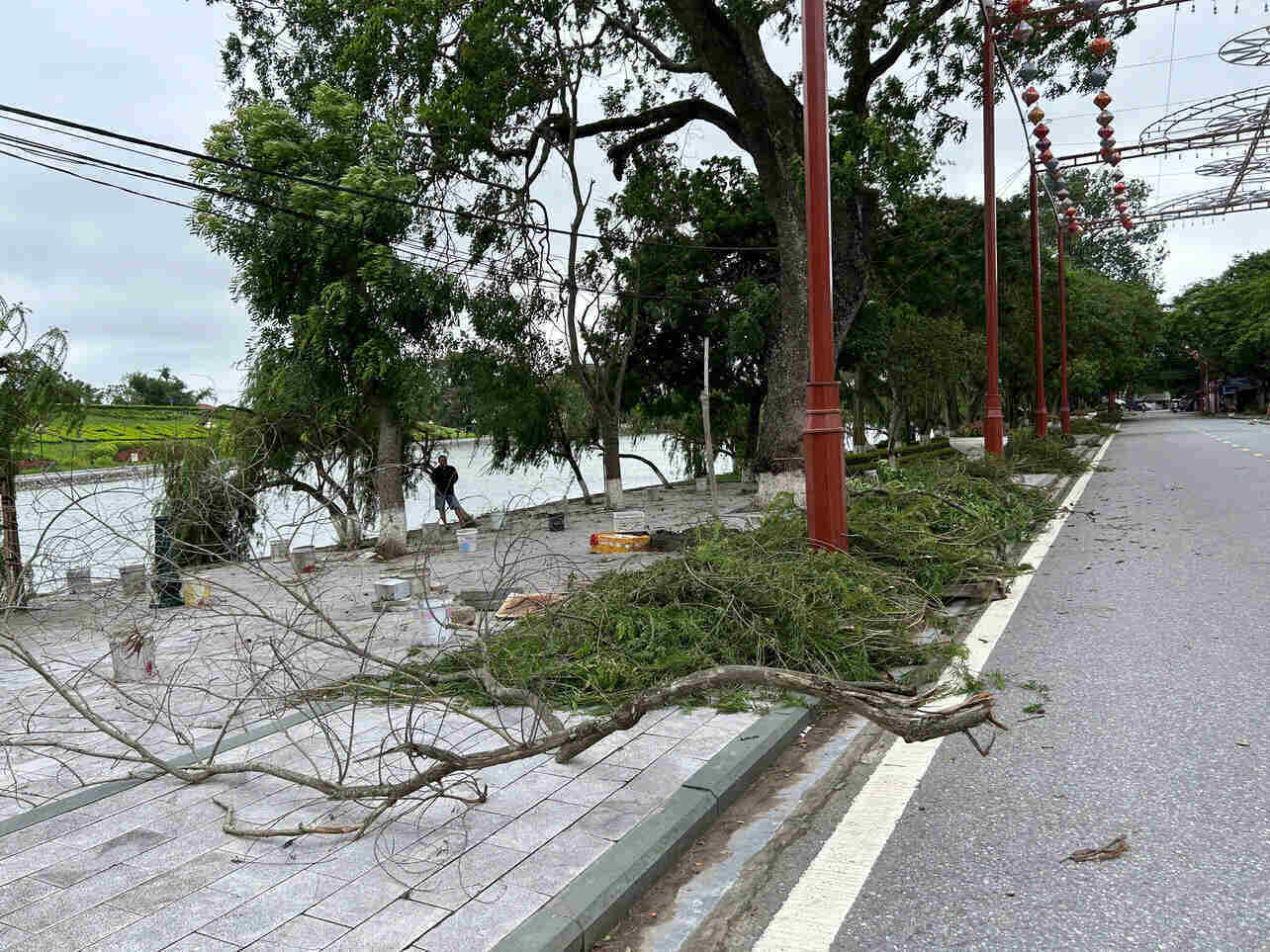 제3호 태풍 후 건조해진 Hung Yen의 많은 거리에서 나무가 쓰러졌습니다. 사진: Mai Huong