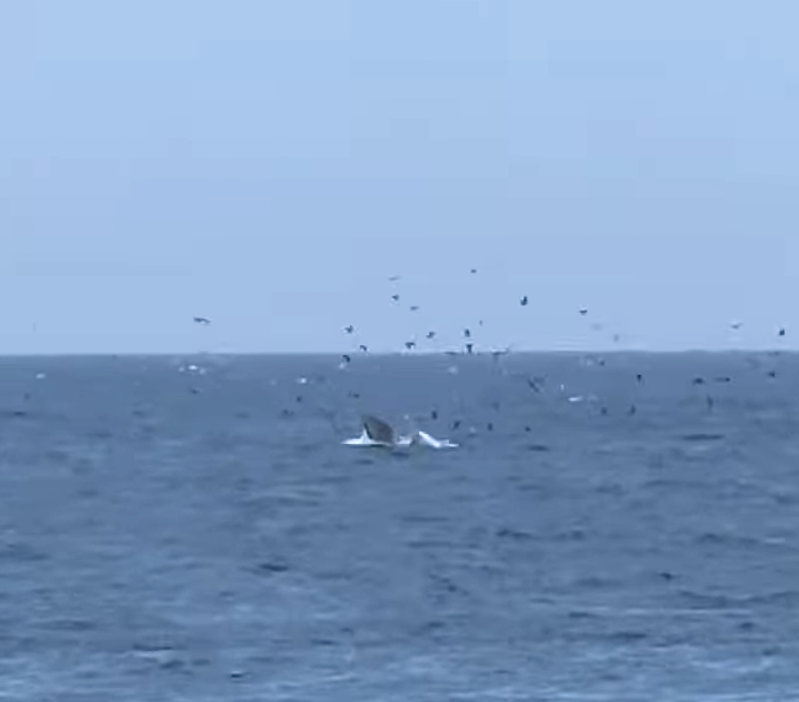 7月22日正午にニャチャン湾に現れたゾウの写真。写真:クオン・グエン