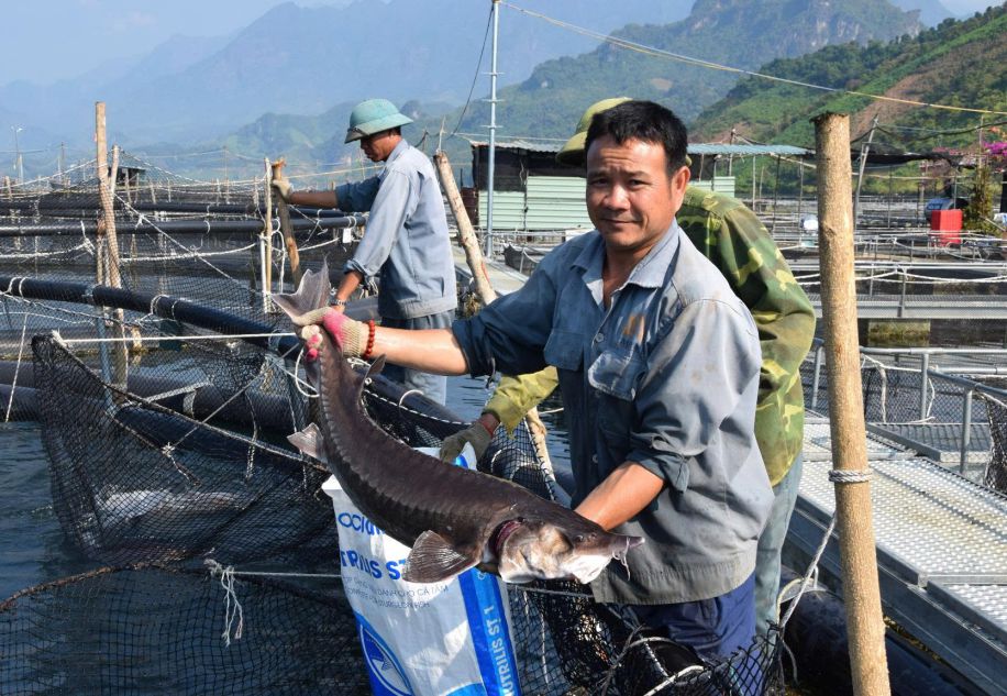 Sơn La mở rộng mô hình nuôi cá tầm theo chuẩn quốc tế. Ảnh: Trường Sơn
