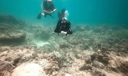 Kết quả công bố năm 2020 cho thấy tỉ lệ san hô cứng bị tẩy trắng lên đến 39,5%. Ảnh Minh Khanh.