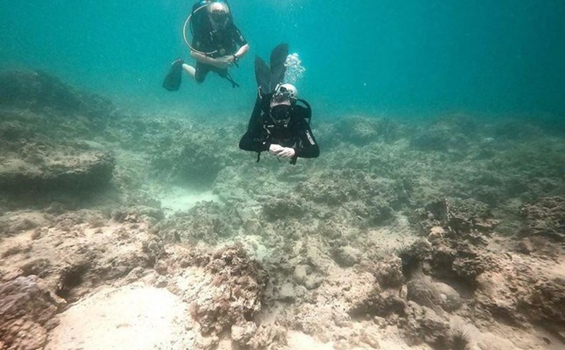 Results published in 2020 showed that the rate of white-bleached hard coral was up to 39.5%. Photo: Minh Khanh.