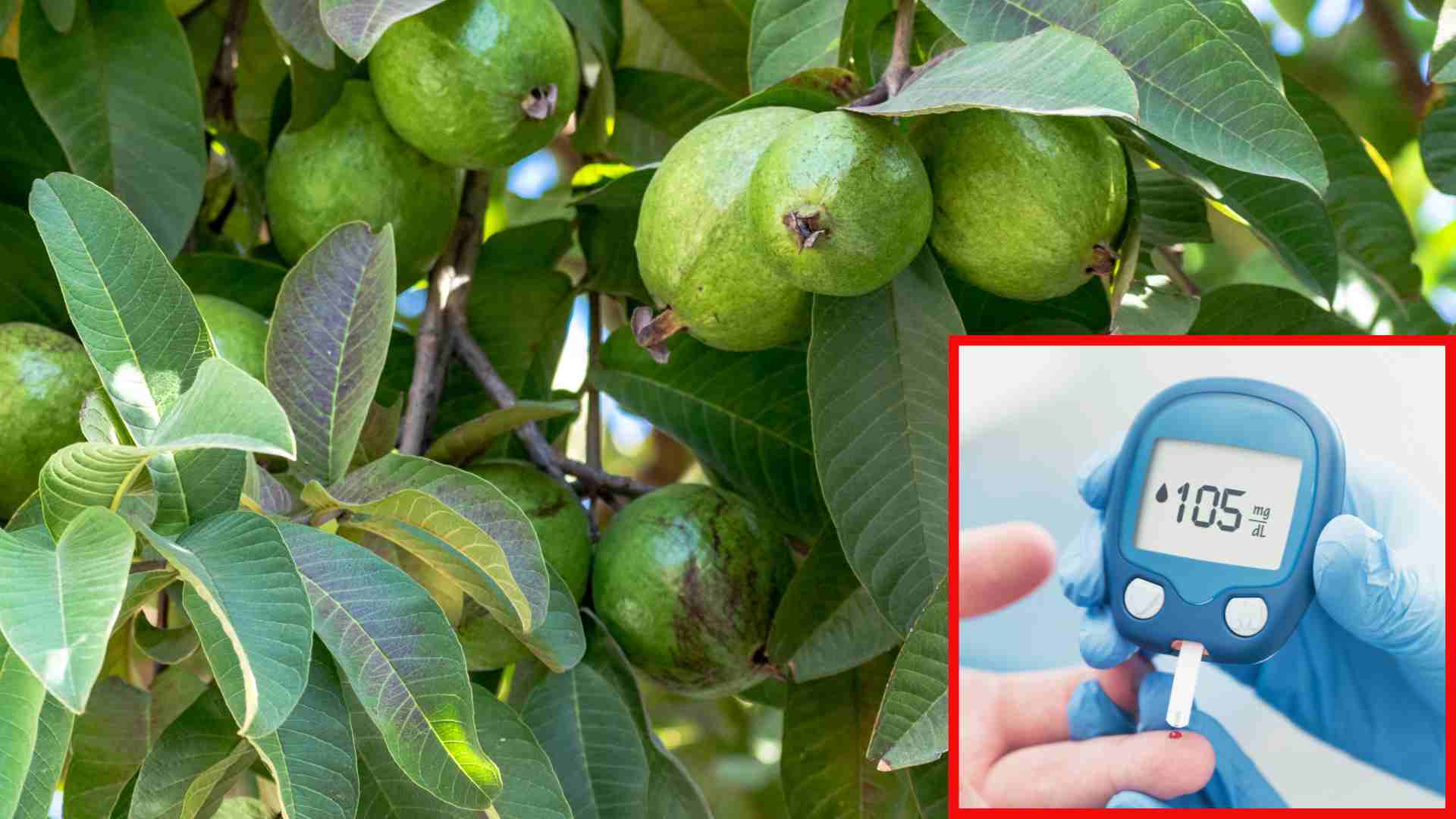 How to make guava leaf tea to naturally control blood sugar levels. Graphics: Thach Lam