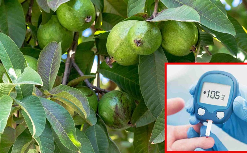How to make guava leaf tea to naturally control blood sugar levels. Graphics: Thach Lam