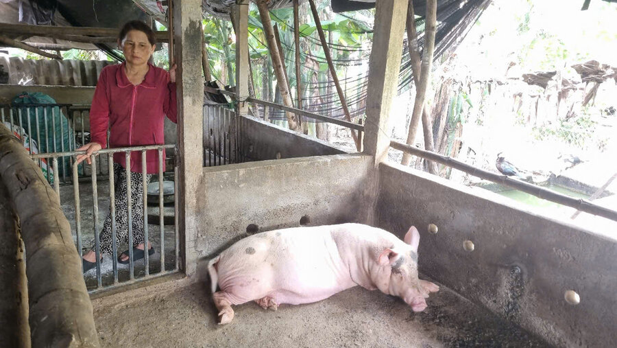 Chinh quyen UBND xa Nghia Hanh da yeu cau cac thon dung viec thu tien khi thu gom lon benh, dong thoi lap danh sach cac ho da nop tien de hoan tra. Anh: Vien Nguyen