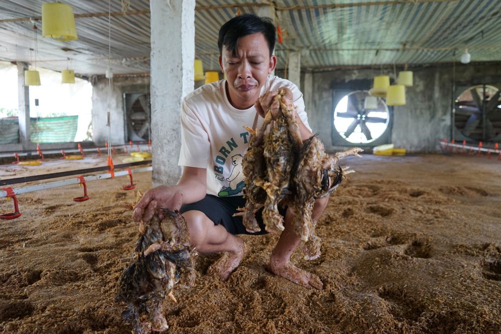 Anh Nguyen Van Thang xot xa khi dan ga hang nghin con bi nuoc lu nhan chim. Anh: Quach Du