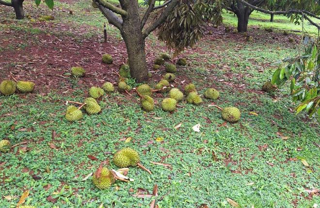 嵐3番は大雨と雷雨を引き起こし、ドリアンがバオ・ラム3コミューン（ラム・ドン）に落ちました。写真：ラムホン