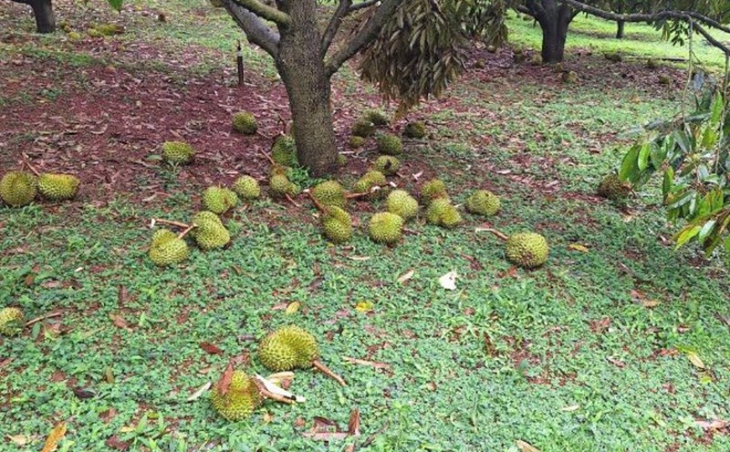 Storm No. 3 caused heavy rain and thunderstorms, causing durian to fall in large numbers in Bao Lam 3 commune (Lam Dong). Photo: Lam Hong