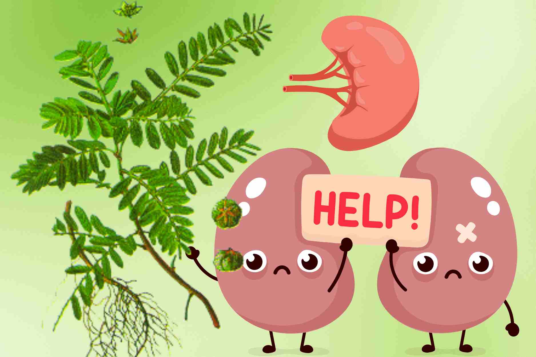 엽하주는 매우 좋지만 다음 그룹의 사람들은 신장 해독에 사용해서는 안 됩니다. 그래픽: Dinh Dinh