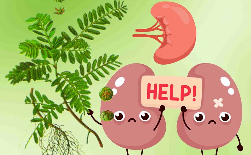 Assia is very good, but the following group of people should not use it to detoxify the kidneys. Graphics: Dinh Dinh