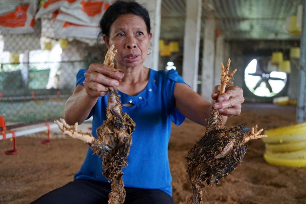 The chicken farm owner shed tears because thousands of chickens were swept away by floodwaters.
