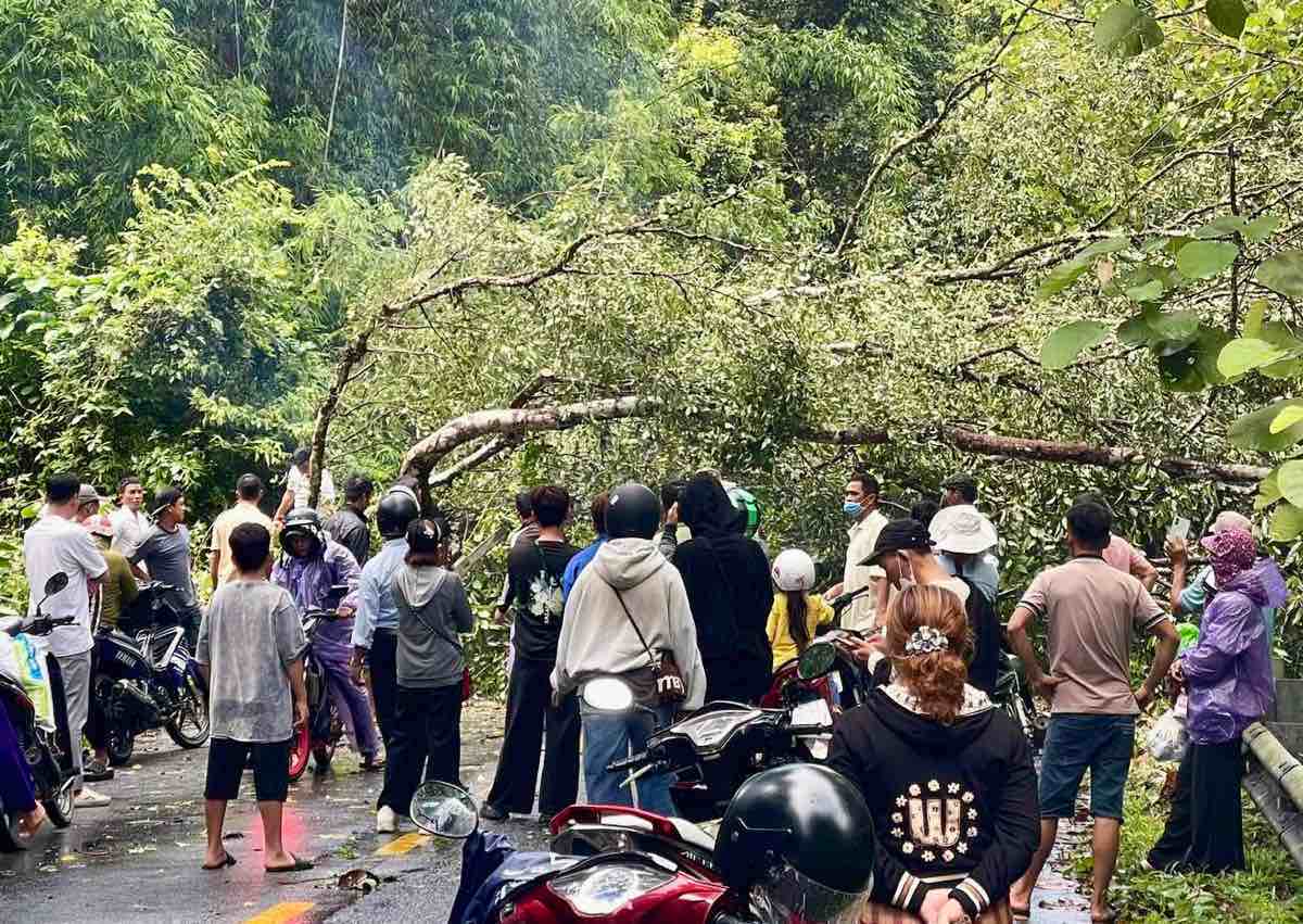 Cay to nga do, chan ngang Quoc lo 55 khien nguoi dan khong the luu thong. Anh: NDCC