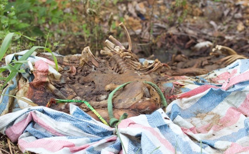 Previously, the dead pigs were wrapped in sacks and thrown on the roadside to Hieu Luc village, Suoi Hai commune, Hanoi. Photo: Thuy Linh