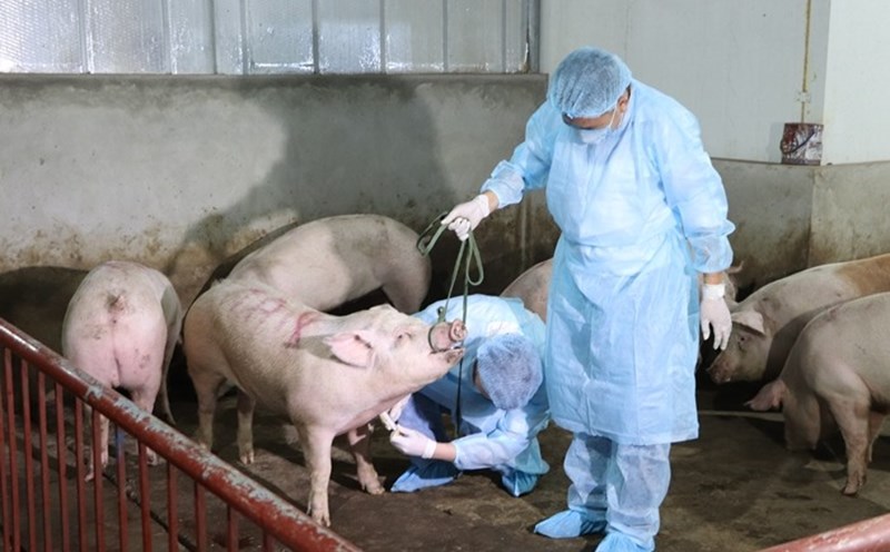La pandemie de tique de porc africain nouvelle souche dangereuse : il est difficile d'obtenir immediatement un vaccin