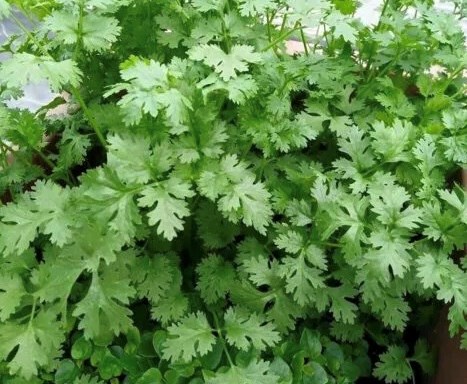 Coriander has mild diuretic properties, helps reduce inflammation, and is very useful for people with kidney failure. Photo: Kieu Vu.