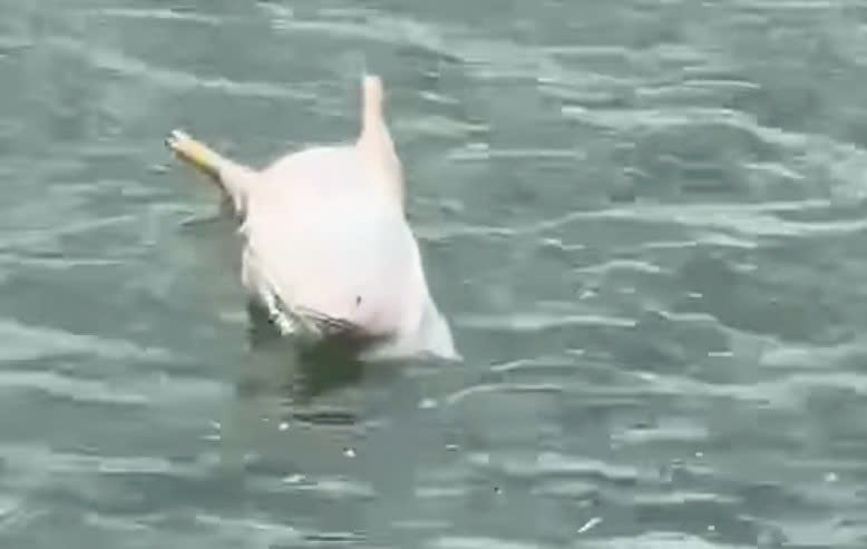 Image d'un porc mort flottant dans la riviere Nhat Le a Quang Tri enregistree precedemment. Photo : Phan Thanh