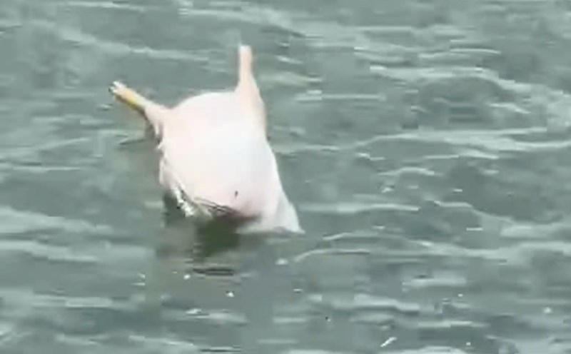 The image of dead pigs floating on the Nhat Le River in Quang Tri was recorded earlier. Photo: Phan Thanh