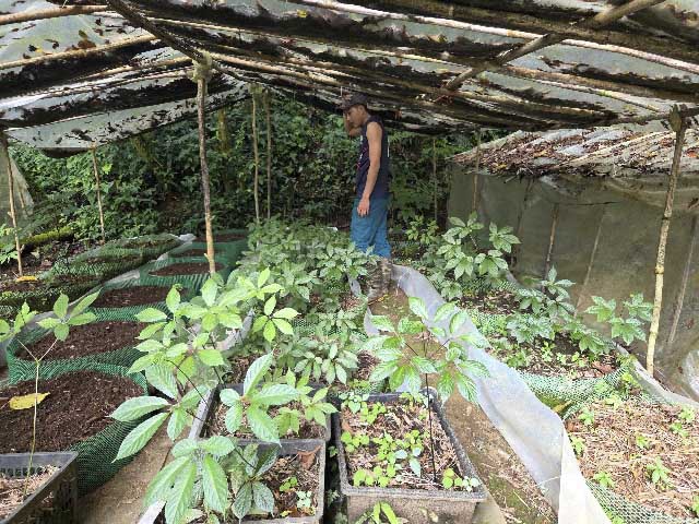 Les habitants de Quang Ngai reconstruisent la barriere et s'occupent des ginseng Ngoc Linh qui ont encore ete sauves. Photo : Vien Nguyen