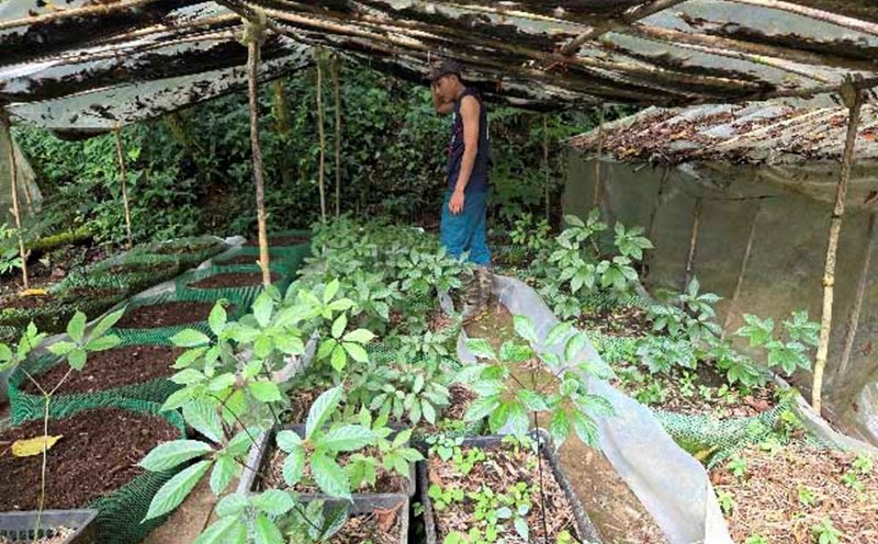 Quang Ngai people rebuilt the shelters and took care of the Ngoc Linh ginseng plants that could still be saved. Photo: Vien Nguyen