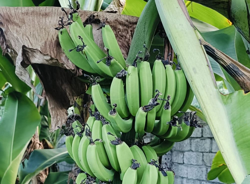 Banana trees are very suitable for growing and caring for in home gardens. Photo: Thu Trang
