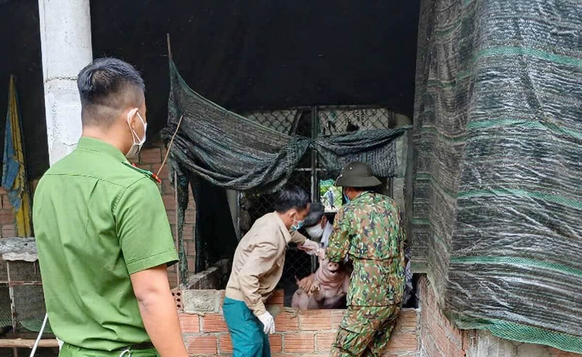 Les forces de l'ordre detectent et traitent un foyer de peste porcine local dans la commune de Nam Dong. Photo : Q. An.