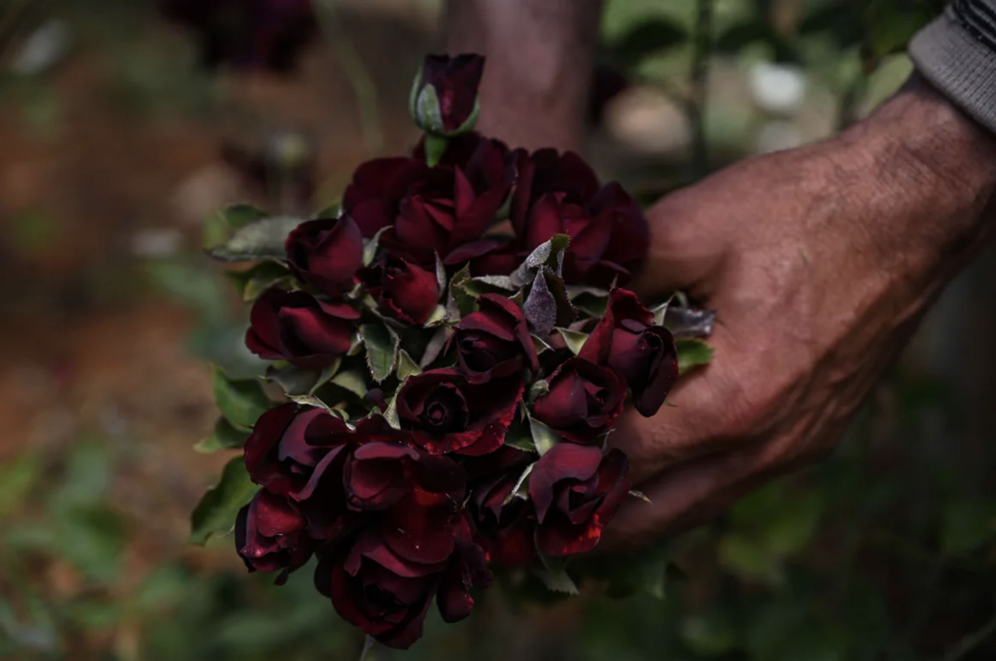 Black roses in Halfeti are associated with the legend of a sad love story. Photo: AFP