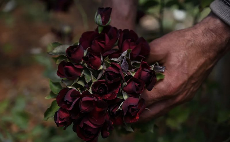 Black roses in Halfeti are associated with the legend of a sad love story. Photo: AFP