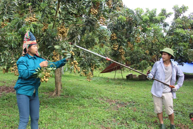 Harvesting ripe longan on the banks of the Ma River. Photo: Truong Son