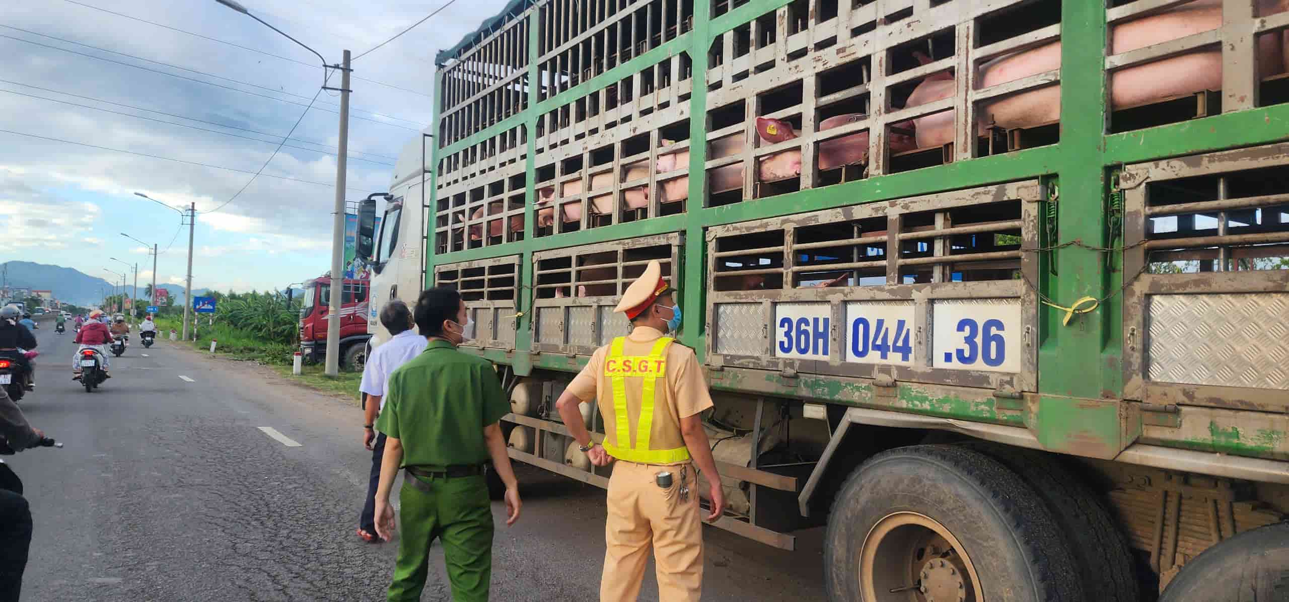 Les forces de l'ordre ont decouvert et empeche le camion transportant un troupeau de porcs presentant des signes d'infection epidemique. Photo : Thanh Tuan
