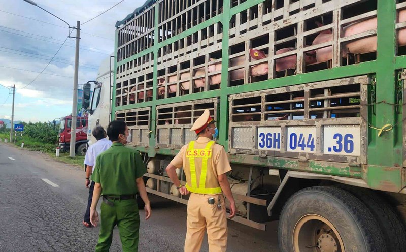 The authorities discovered and stopped a truck carrying a herd of pigs with signs of infection. Photo: Thanh Tuan