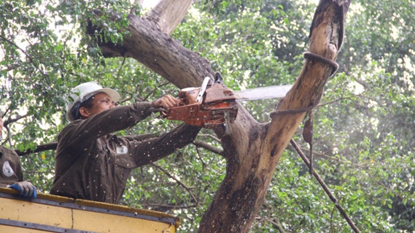 Hanoi se deplacera et baissera 24 arbres sur la rue Hung Vuong. Photo: Thanh Long