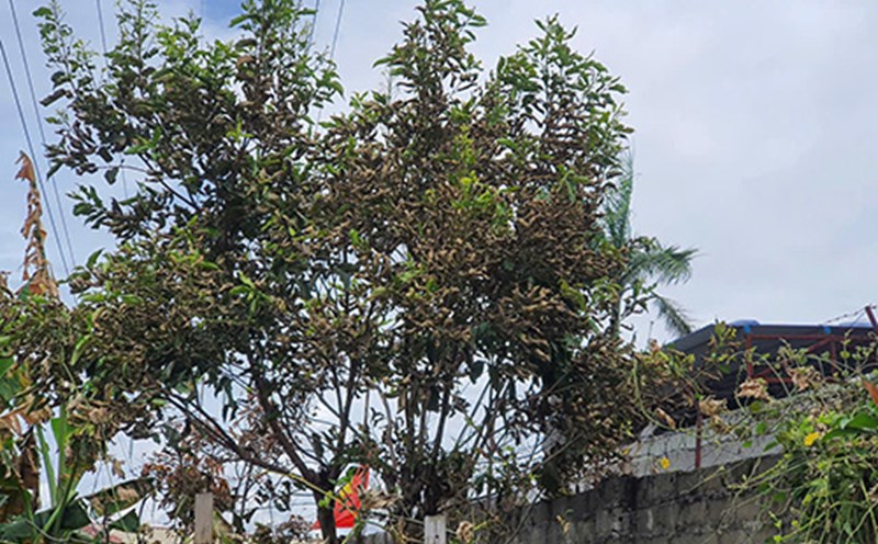 Trees around the washing flour factory in Hai Phong were set on fire due to chemicals. Photo: Mai Chi