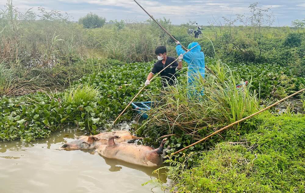 Des corps de porcs flottant sur la riviere Dao. Photo : Hai Linh