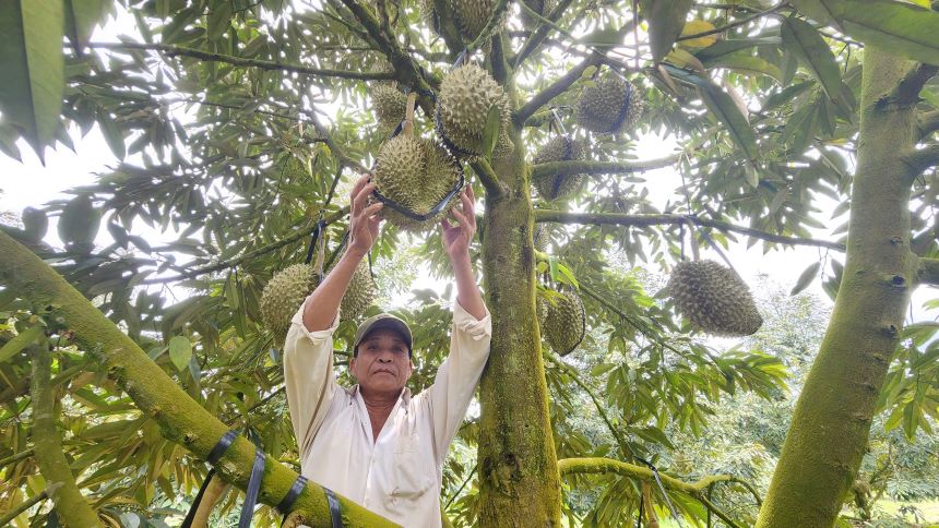 Lam Dong 두리안이 수확 중입니다. 사진: Lam Hong