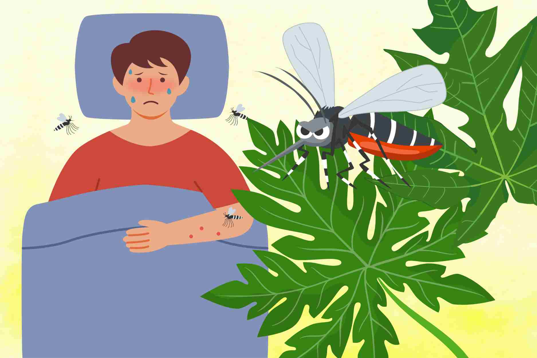 Les 3 remedes a base de noix fraîches combinees a des herbes pour aider a soulager la dengue