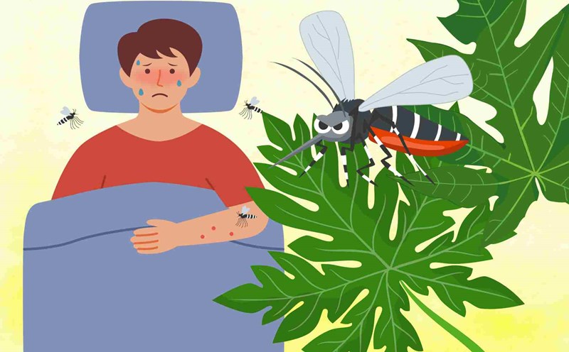 3 herbal remedies from fresh papaya help recover from dengue fever