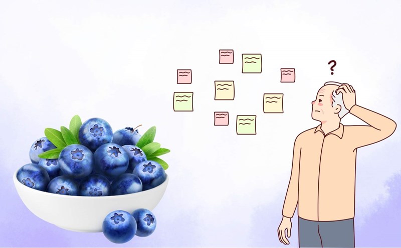 Blueberries help reduce the risk of dementia in the elderly. Graphics: Thanh Lam