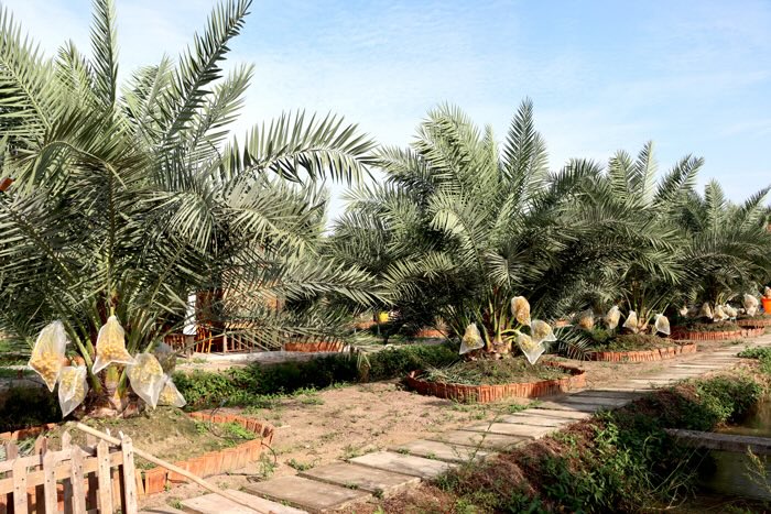 Vuon Cha la dang cho trai cua anh Dinh Nhut Hoa.