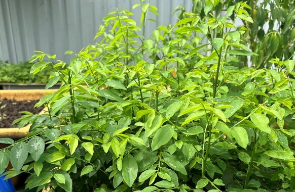 Malabar spinach is a dish rich in vitamins and minerals, very beneficial for healthy people. However, for people with kidney failure, eating Malabar spinach regularly can lead to increased potassium in the blood. Photo: Thuy Duong.