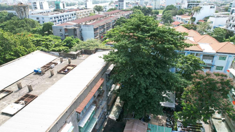 Cay gon co tuoi doi hon 30 nam. Anh: Thai Bao