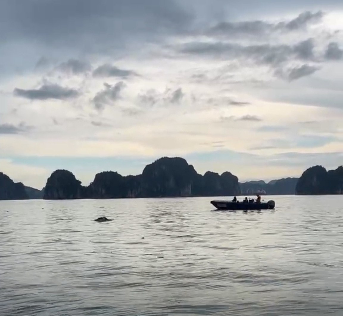 The body of a woman suspected of being a passenger in distress on the QN-7105 boat was found. Photo: Provided by the search team