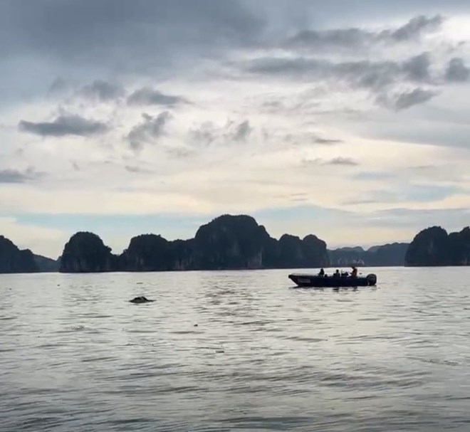 Phát hiện thi thể phụ nữ nghi là nạn nhân vụ đắm tàu trên vịnh Hạ Long