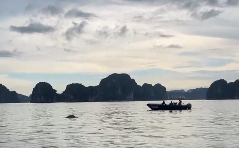 The body of a woman suspected of being a passenger in distress on the QN-7105 boat was found. Photo: Provided by the search team