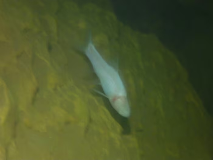 Phong Nha - Ke Bangで発見された洞窟魚。写真: Phong Nha - Ke Bang 公園