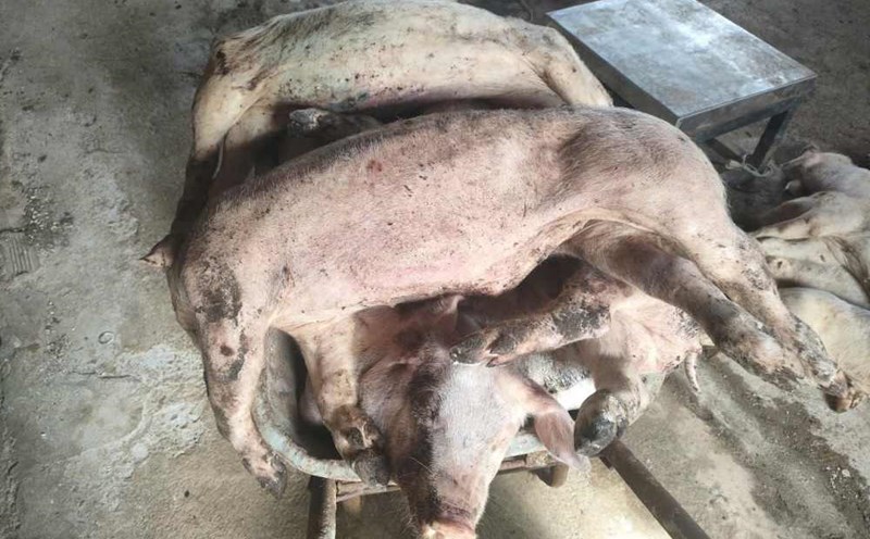 31 sick pigs died in a family in Bao Lam 1 commune (Lam Dong province) of unknown cause. Photo: Lam Hong